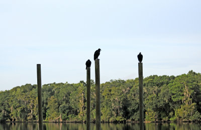 Black Vultures - Coragyps atratus