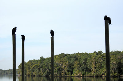 Black Vultures - Coragyps atratus