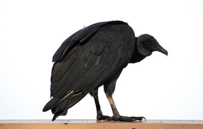 Black Vulture - Coragyps atratus