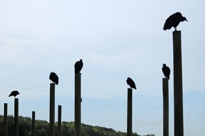 Black Vultures - Coragyps atratus