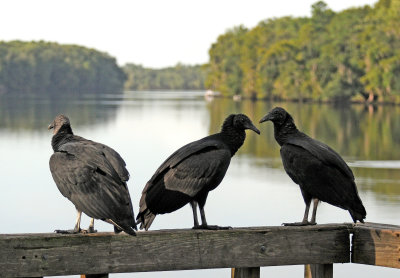 Black Vultures - Coragyps atratus