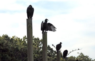 Black Vultures - Coragyps atratus