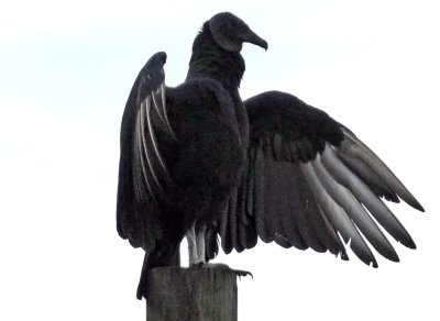 Black Vulture - Coragyps atratus