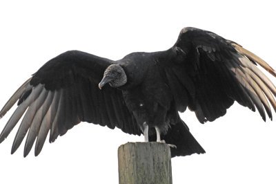 Black Vulture - Coragyps atratus