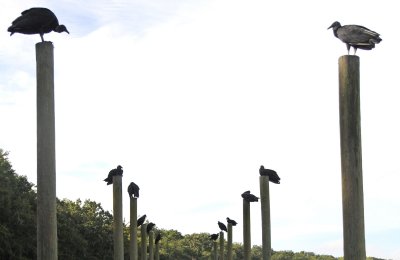 Black Vultures - Coragyps atratus