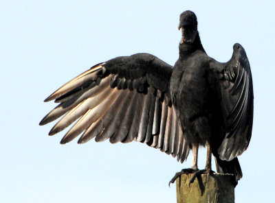 Turkey Vulture - Cathartes aura