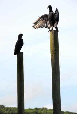 Black Vultures - Coragyps atratus