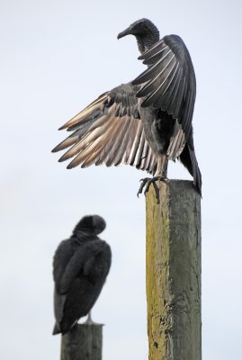 Black Vultures - Coragyps atratus