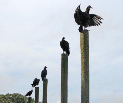 Black Vultures - Coragyps atratus