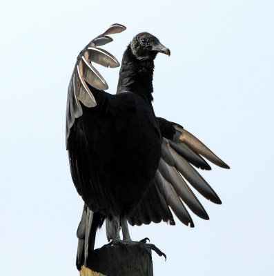 Black Vulture - Coragyps atratus