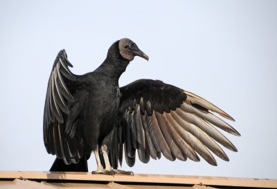 Black Vulture - Coragyps atratus