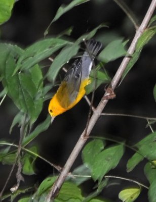 Prothonotary Warbler - Protonotaria citrea