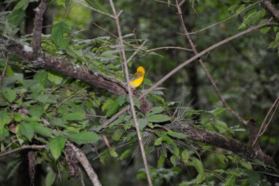 Prothonotary Warbler - Protonotaria citrea