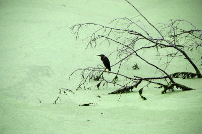 Green Heron - Buterides striatus