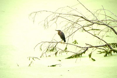 Green Heron - Buterides striatus