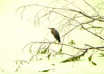 Green Heron - Buterides striatus