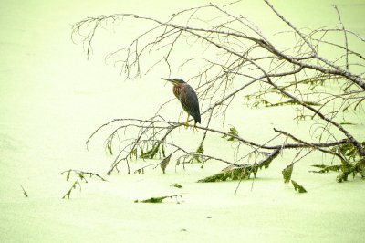 Green Heron - Buterides striatus