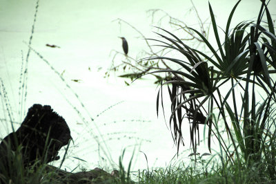 Green Heron - Buterides striatus