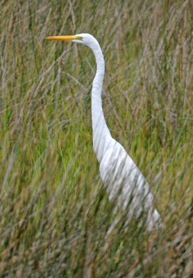 Great Egret