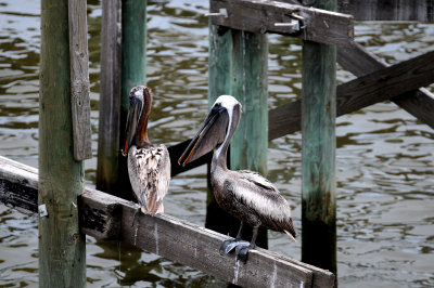 Pelicans