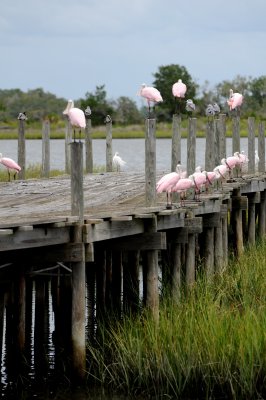Spoonbill - Roseate Spoonbill or Ajaia ajaja