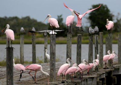 Spoonbill - Roseate Spoonbill or Ajaia ajaja