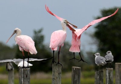 Spoonbill - Roseate Spoonbill or Ajaia ajaja