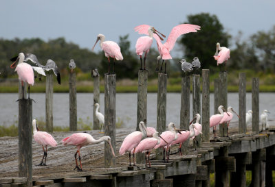 Spoonbill - Roseate Spoonbill or Ajaia ajaja