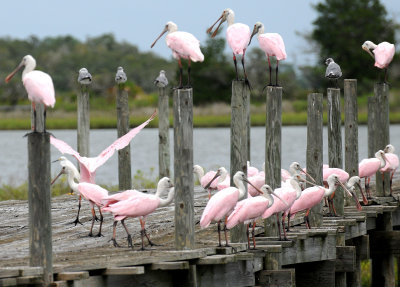 Spoonbill - Roseate Spoonbill or Ajaia ajaja