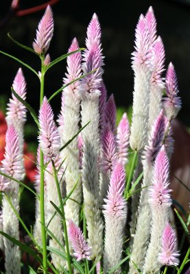 Celosia or Flamingo Feathers