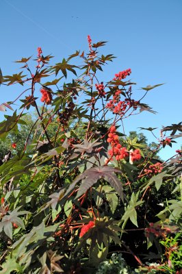 Castor Bean