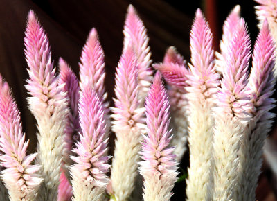 Celosia or Flamingo Feathers