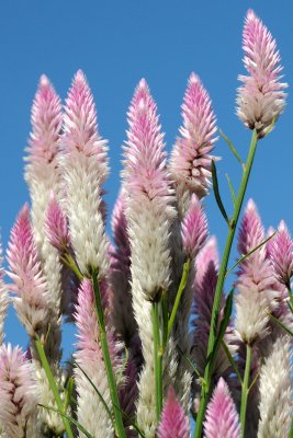 Celosia or Flamingo Feathers