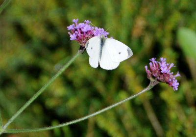 Cabbage White Butterfly on Verbena Blossom