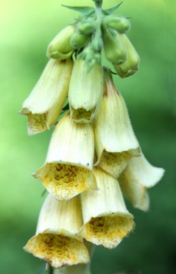 Foxglove