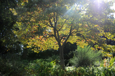 Dogwood - Garden View