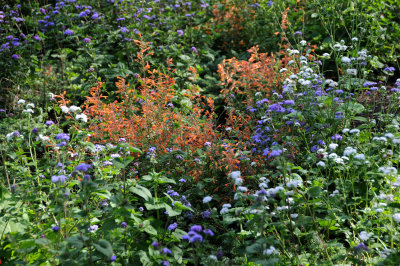 Orange Salvia - Garden View