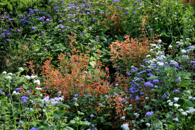 Orange Salvia - Garden View