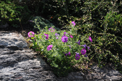 Petunias - Garden View