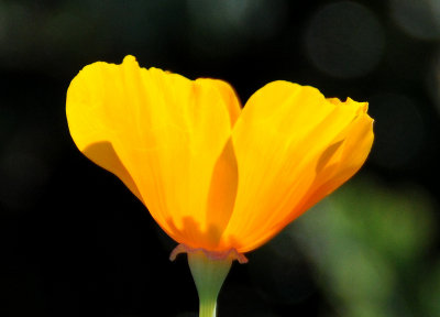 California Poppy