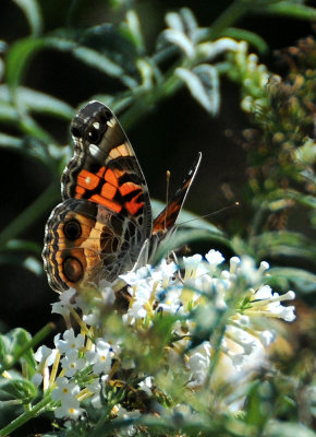 Painted Lady Butterfly in Butterfly Bush Blossoms