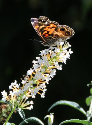 Painted Lady Butterfly in Butterfly Bush Blossoms