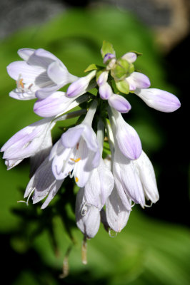 Hosta