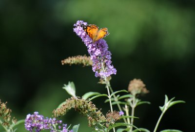 American Lady Butterfly on Buddleja Blossoms