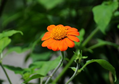 Mexican Sunflower