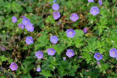 Geranium