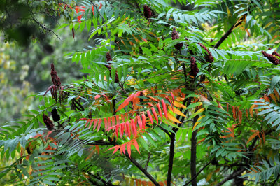 Sumac Tree Foliage