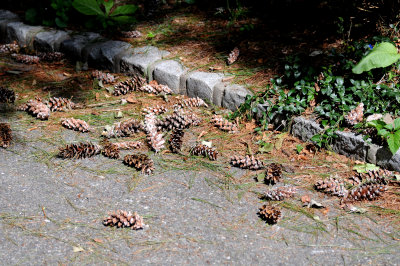 Fallen Pine Cones