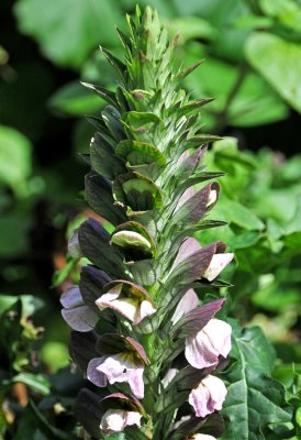 Acanthus