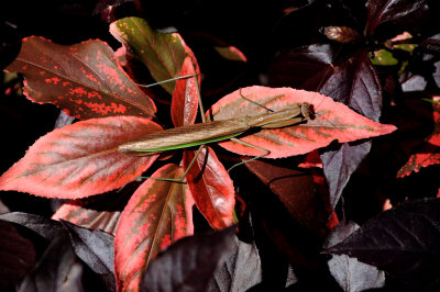 Praying Mantis